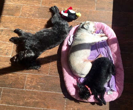 Taking a nap with her dog family