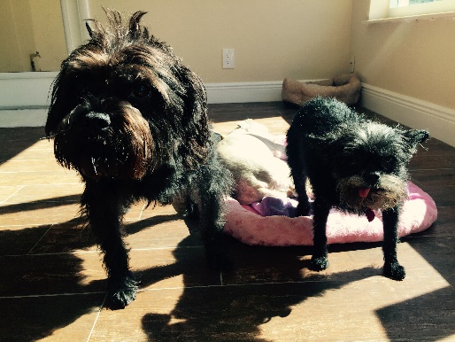 With Grover, her affen buddy